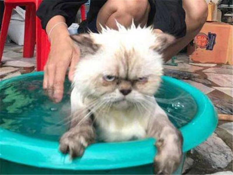 天气转凉猫咪怎么保暖,天气转凉猫咪该如何养护