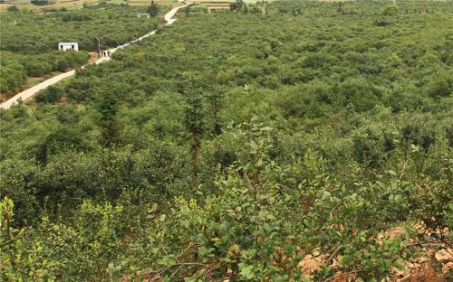 一个乡下来的小伙一单生意赚30万,身无分文在农村怎么做小生意赚钱