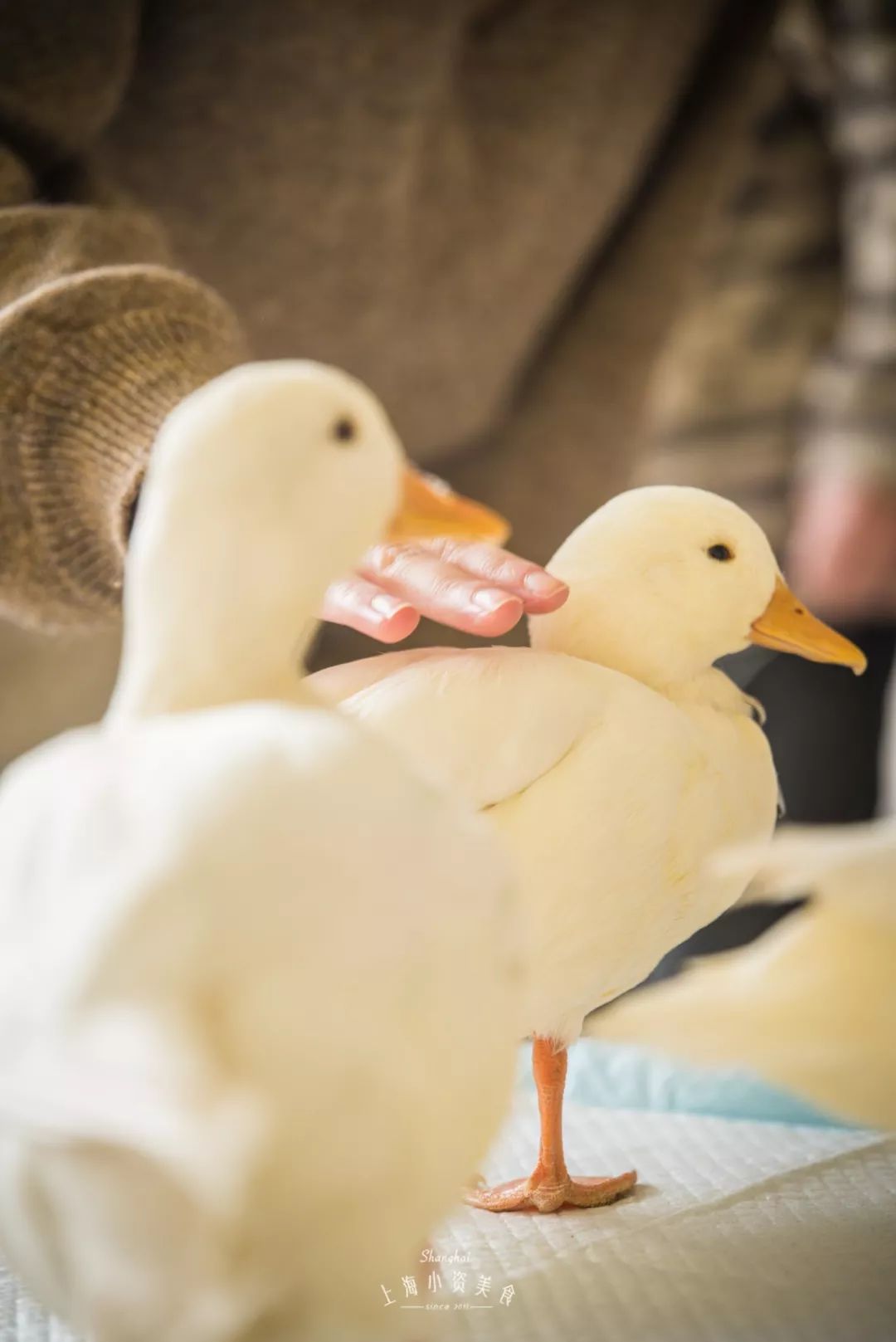 2019宠物排名,2022宠物排行榜