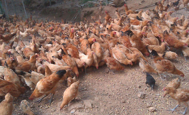 鸡小肠球虫最佳治疗方案,散养鸡怎样预防球虫