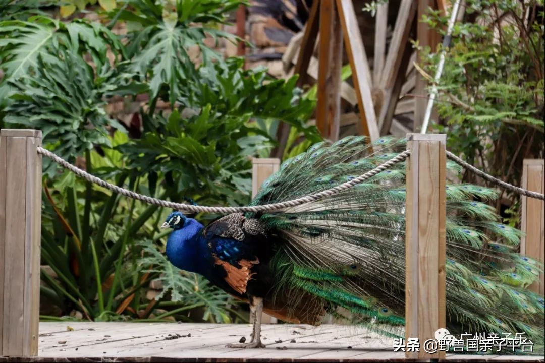 广州遛娃旅游推荐路线攻略,广州遛娃清单升级版