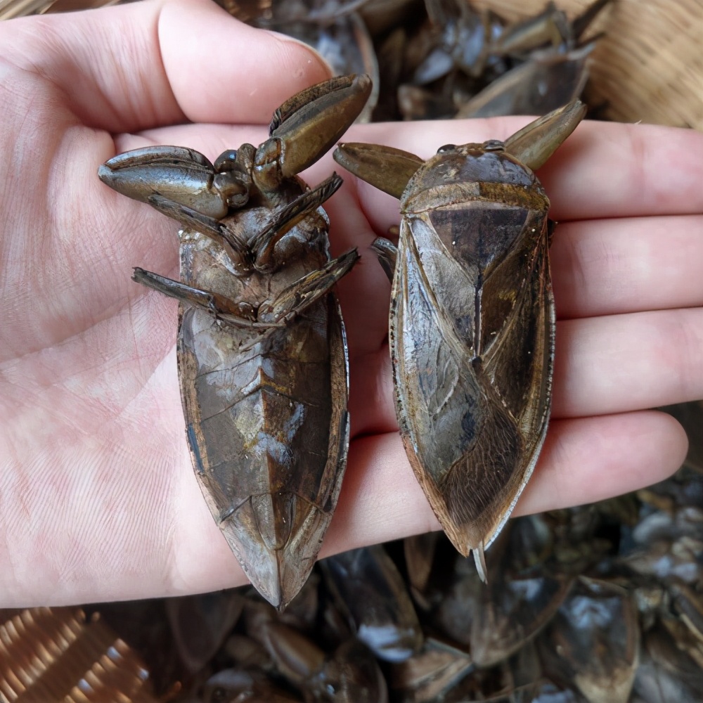 世界上最强的十种昆虫,昆虫界无毒的最厉害的十大昆虫