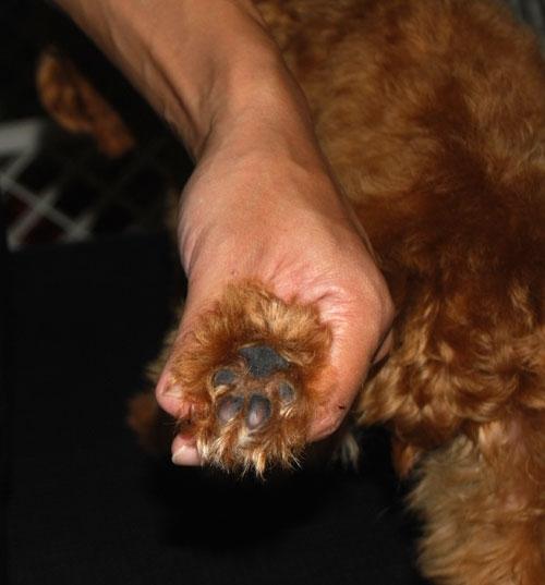 纯种泰迪犬特征,纯种泰迪犬的特征