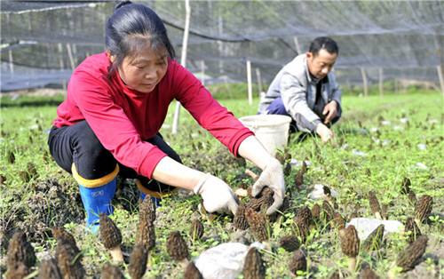 羊肚菌种植栽培技术视频教程（完整版）