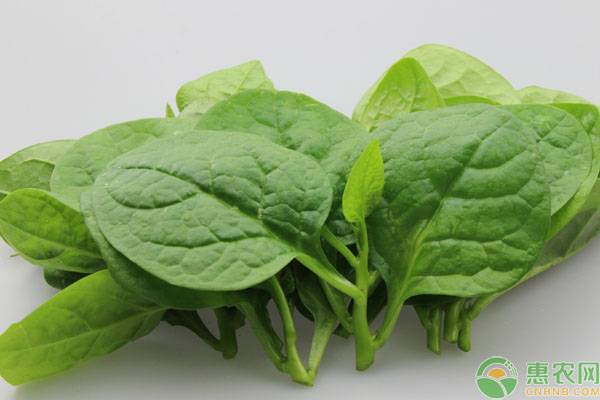 大棚种木耳多少钱一斤,木耳全程种植需要多少钱