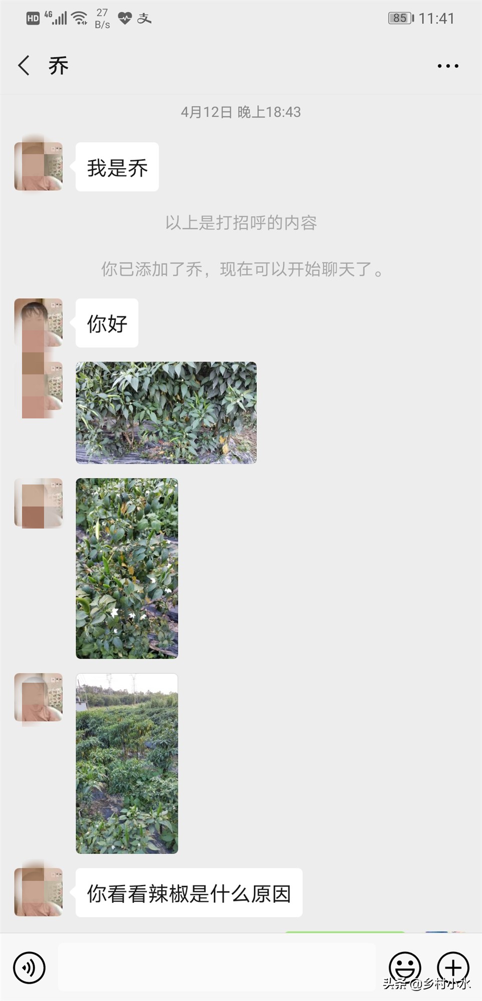 辣椒结辣椒后慢慢变黄了,辣椒叶片发白怎么治