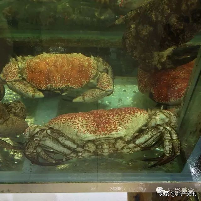 这些诱人的美食你吃过吗,世界上顶级海鲜大全你吃过几种