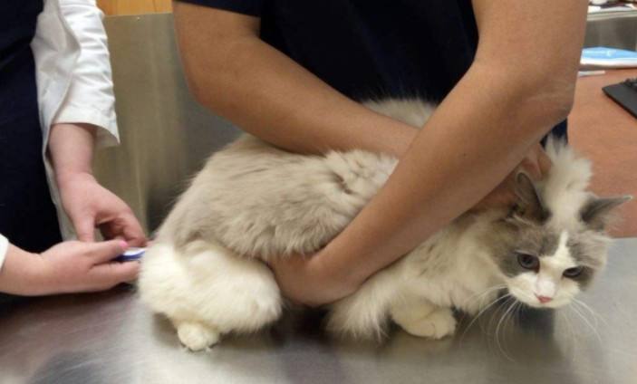 宠物怀孕要做些什么,宠物怀孕检查肚子