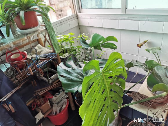 龟背竹闷养,龟背竹家庭养护及问题大全