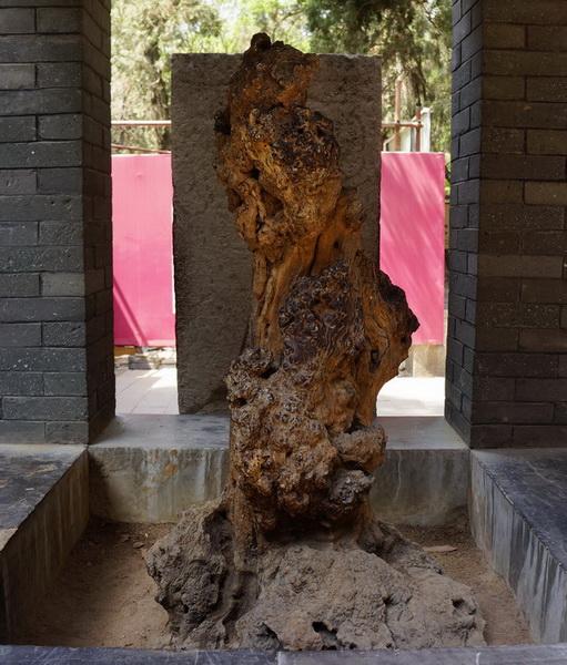 孔林是最大的氏族墓地吗,孔林最大墓葬群