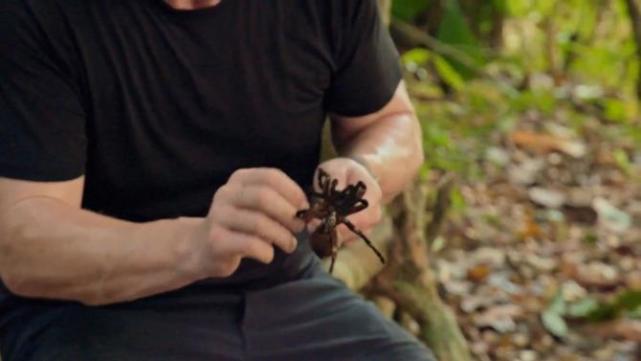 戈登拉姆齐大猩猩,戈登拉姆齐捕获野猪