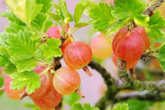 深夜睡不着想一个人的经典句子,晚上想一个人睡不着怎么办