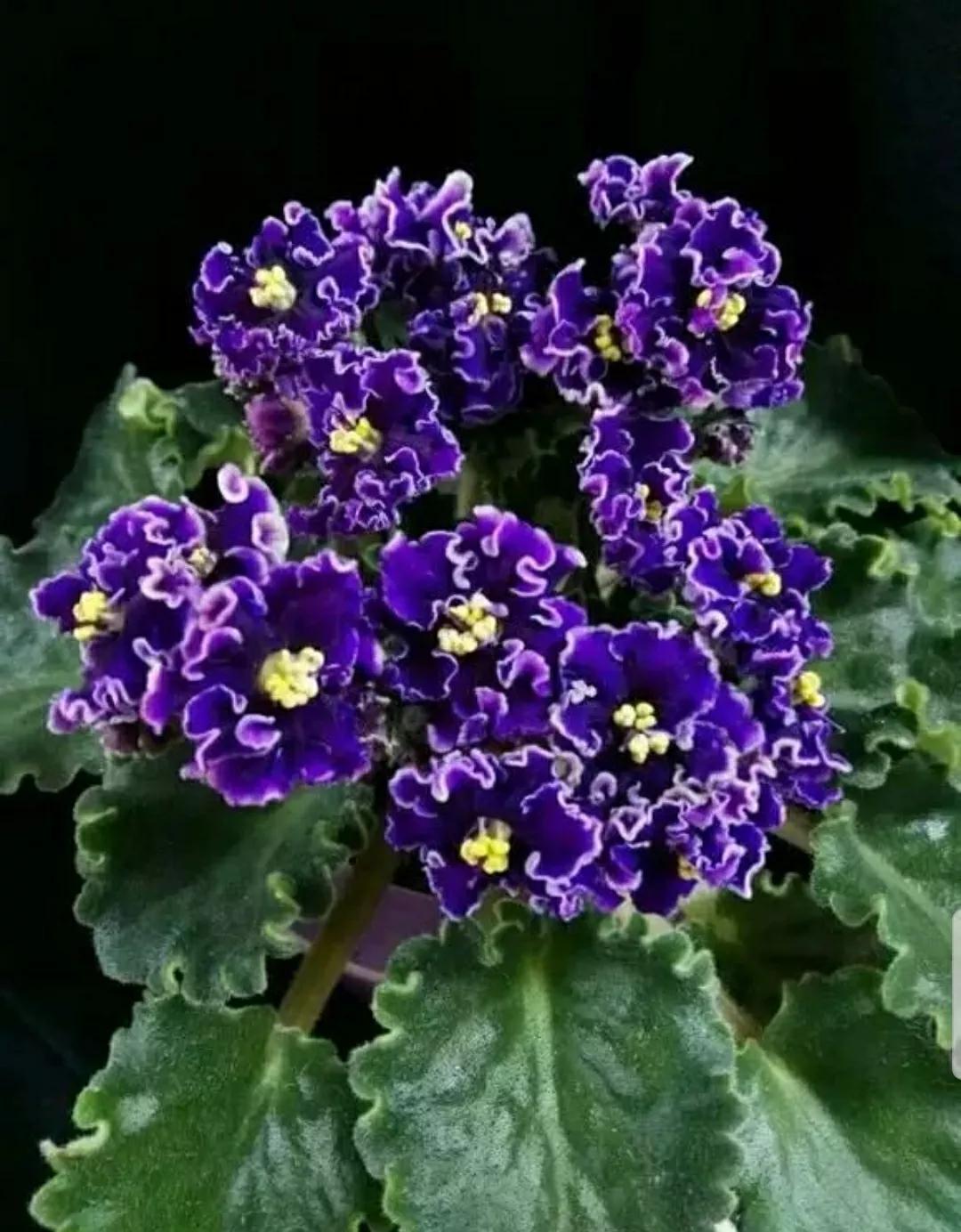 芳踪难觅濒危花！清新治愈篇：沙漠高原是吾家，豹子花的春天来了