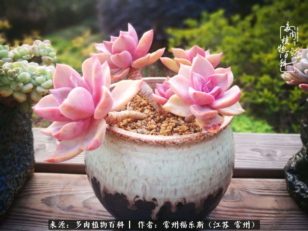 多肉是一处景物吗,多肉也有一道靓丽的风景