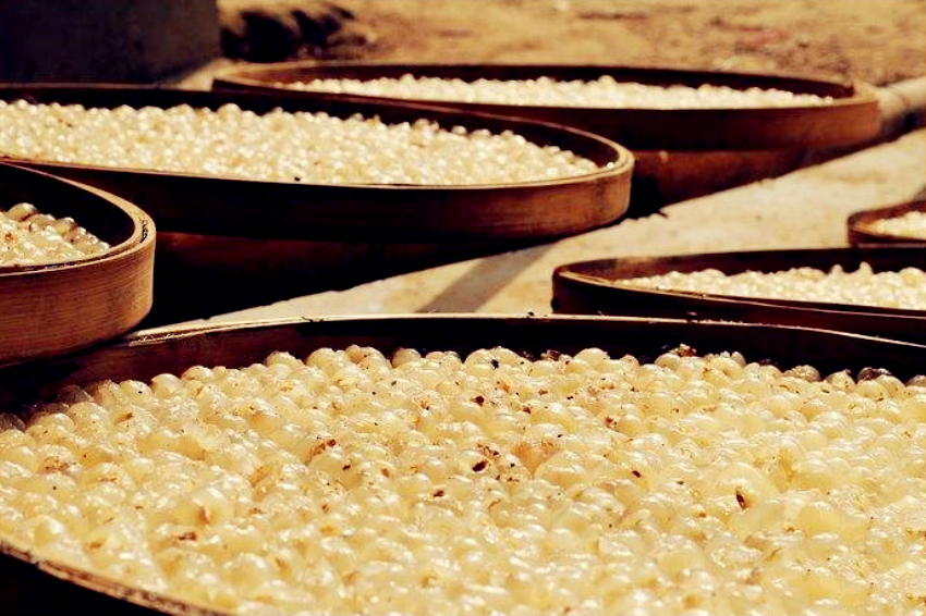 广西玉林博白龙眼丰收时节,广西博白龙眼几月份可以摘