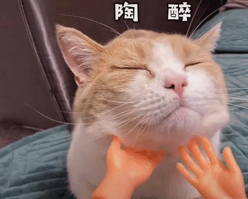 长毛猫撸猫毛工具,哪种撸猫毛的工具好用