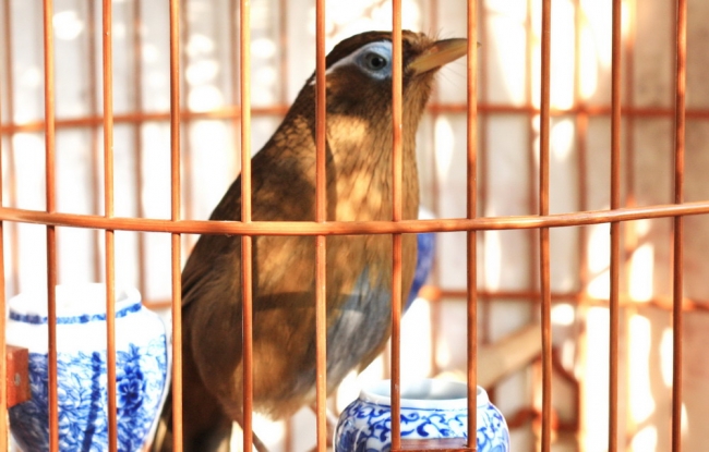 画眉鸟怎么养得最好,养画眉鸟技巧视频教程