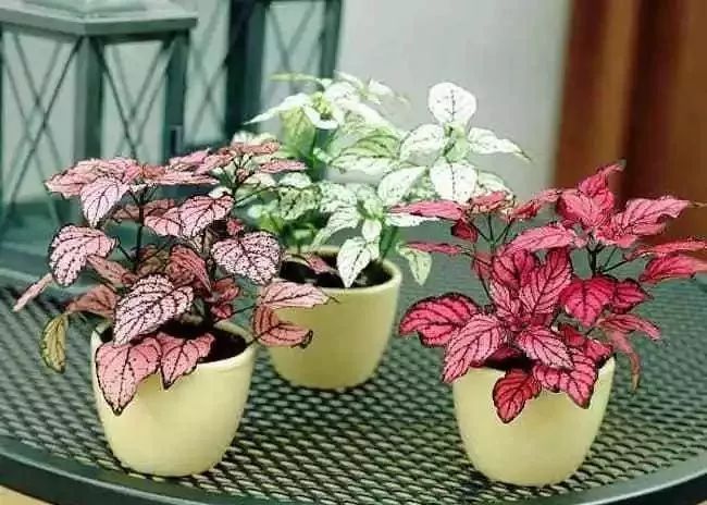 适合办公室摆放的盆栽推荐,办公室最适合摆的盆栽