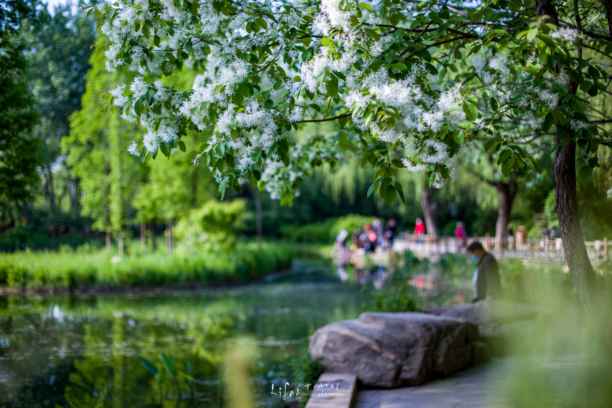 济南适合去的花海公园,济南春季公园有哪些景点