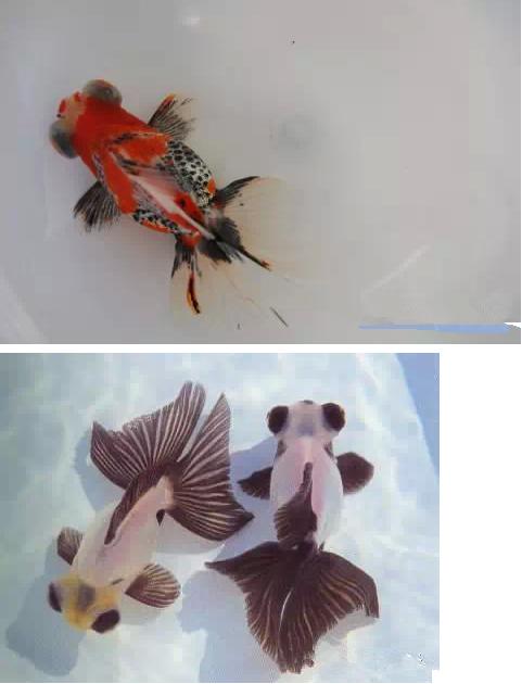 这些五彩斑斓的金鱼养眼又养心,最美的观赏金鱼值得一看