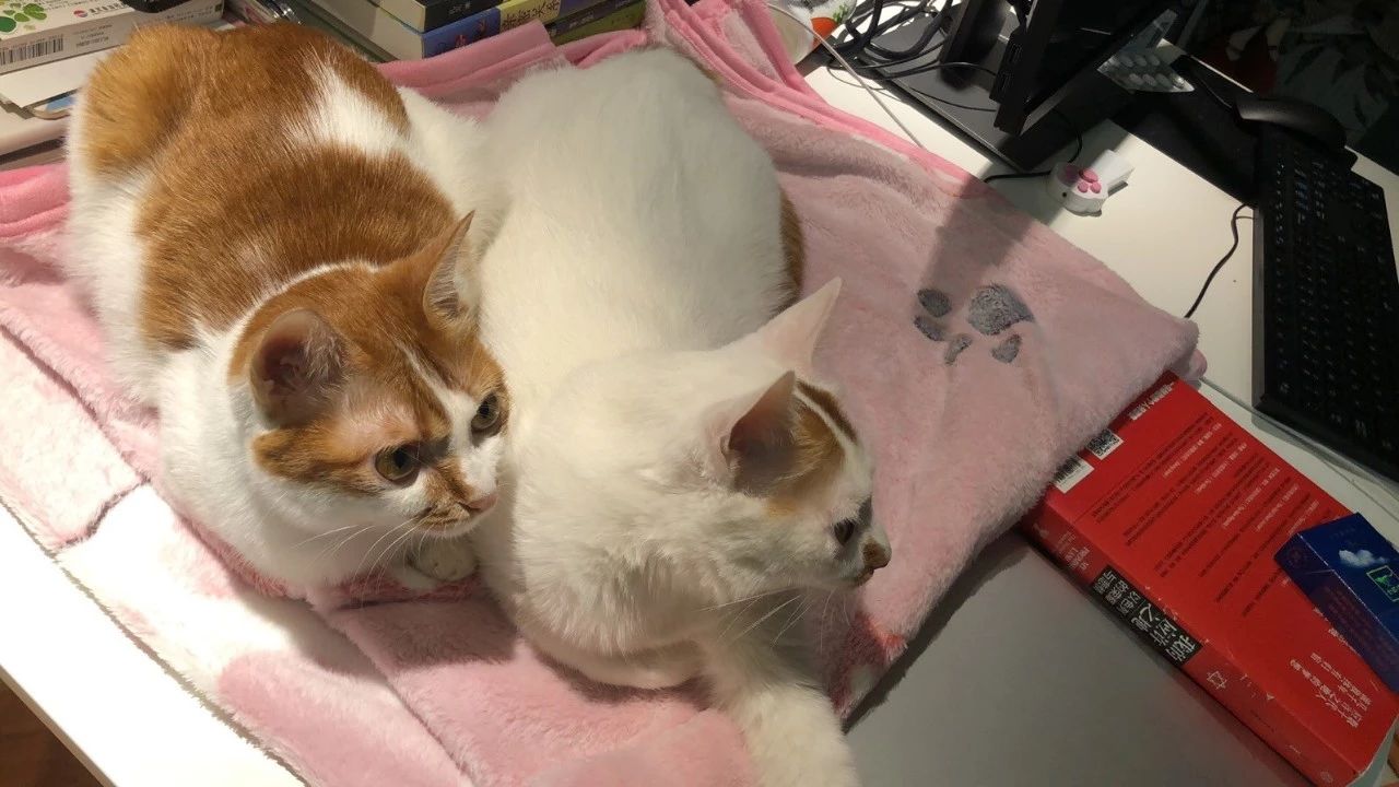 为什么不建议给猫吃廉价猫粮,猫咪现在还能吃的进口粮