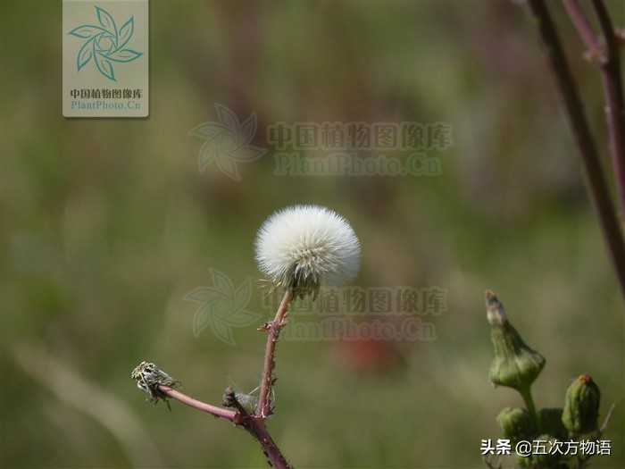 带你详细了解蒲公英,想了解一下蒲公英的图片