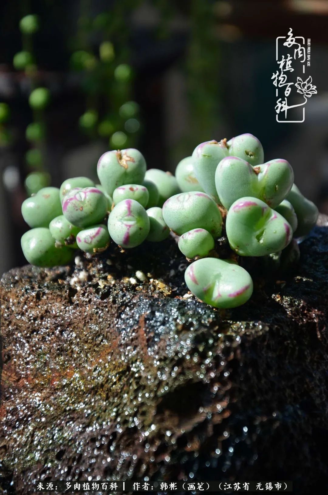 听音乐赏多肉,听音乐赏花赏美景