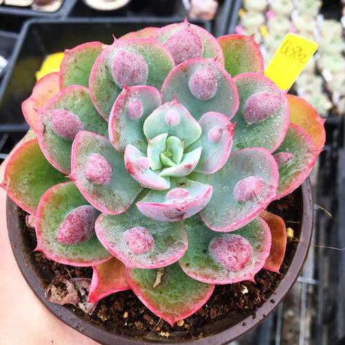 1000种多肉植物图鉴大全大图,景天科1000种多肉植物图鉴