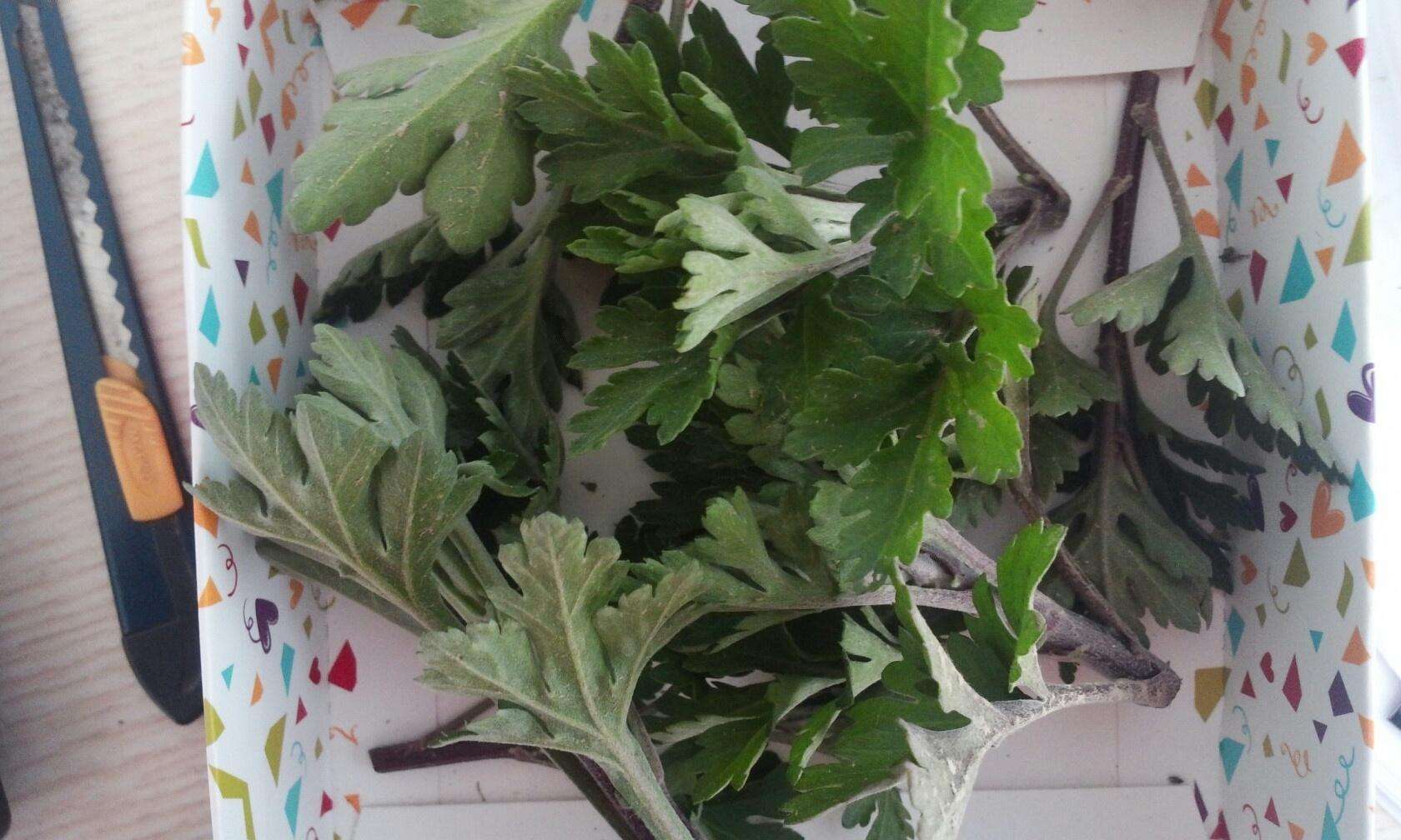 菊花怎么扦插繁殖成活率才高,买的鲜切菊花能扦插生根吗