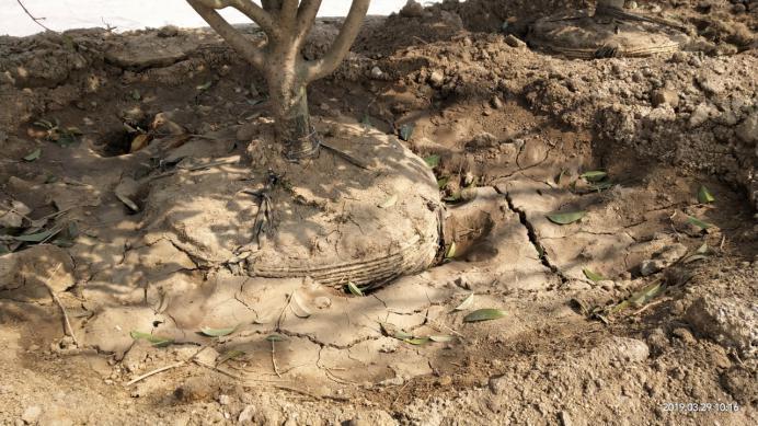 树木栽植时,土球上的包扎物到底该不该解除?