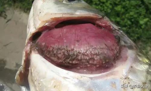 疾病小课堂第二弹——观赏鱼疾病