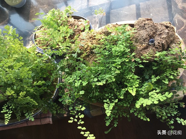 上水石上的铁线蕨为啥不茂密,铁线蕨可以直接种在水里吗