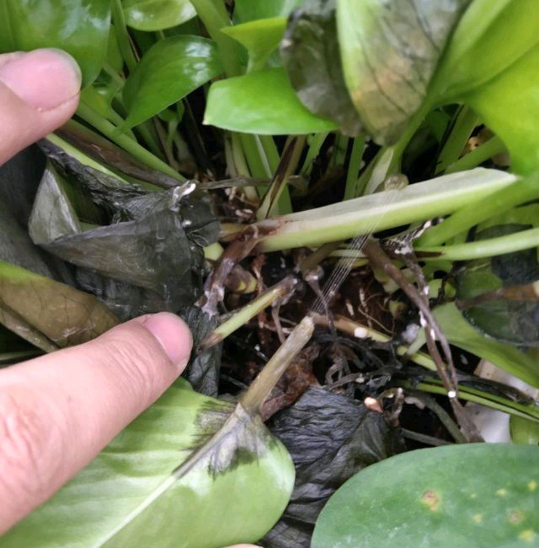 浇水过多死的植物,最容易浇死的6种花