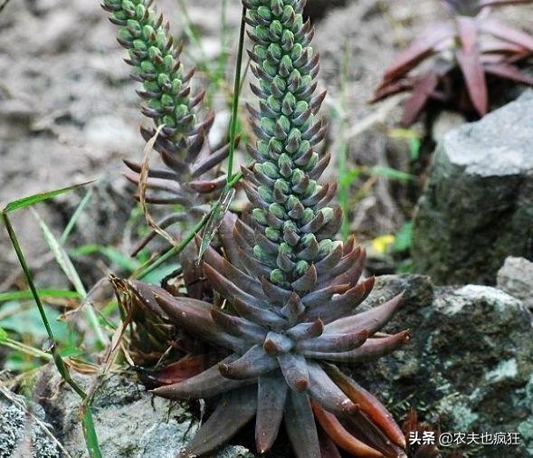 长在瓦房上，被称为“房神”，如今数量稀少价值珍贵，遇到请珍惜