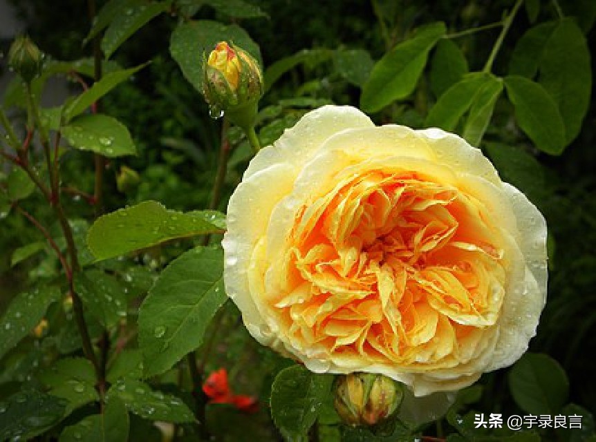 霸气个性签名女生高冷简短独特,霸气十足的个性签名短句女生