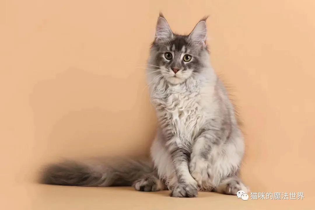 猫咪品种大盘点,猫咪品种大全100种