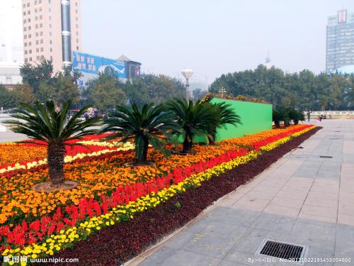 五一草花摆放的图片,春天常见的40种花图片