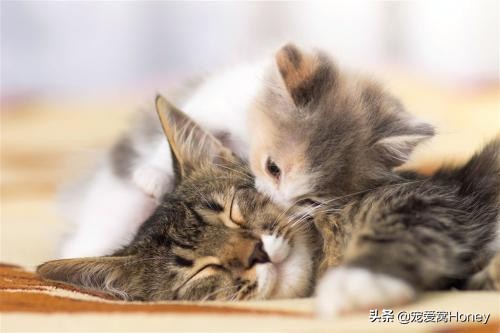 为什么中国的土猫在国外很昂贵,为什么土猫这么便宜外国猫这么贵