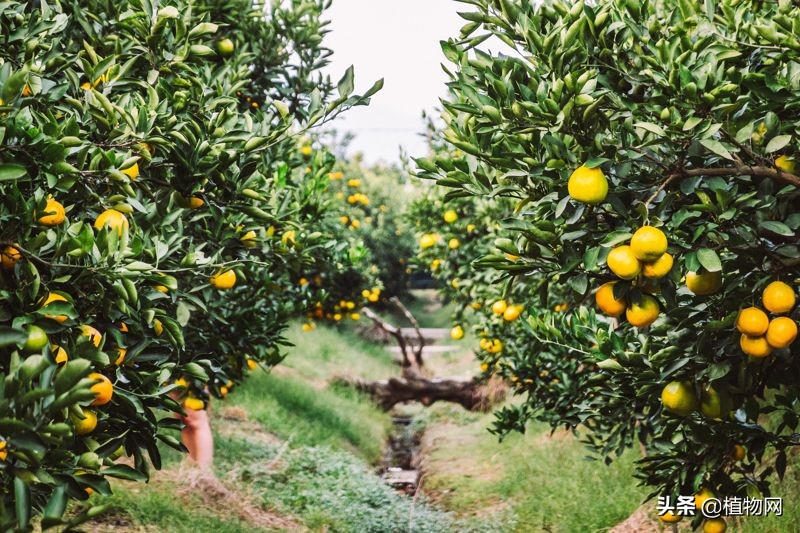 柑橘去酸最好的方法,柑橘成熟后是酸的怎么变甜