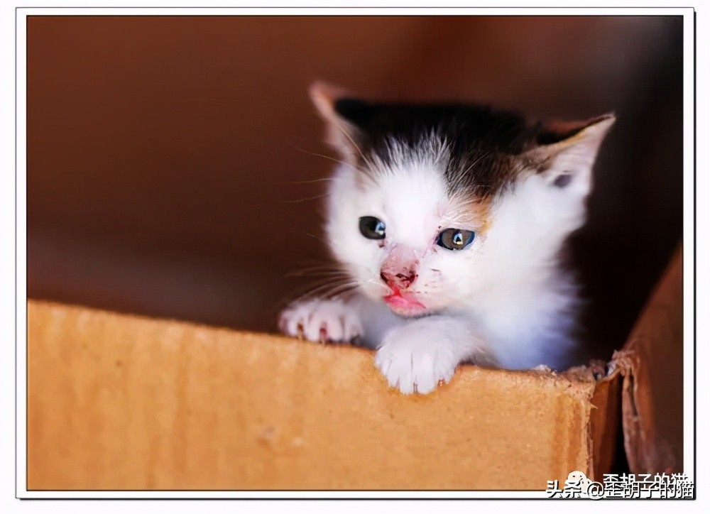 如何看出猫咪年龄有多大,如何判断猫咪的年龄