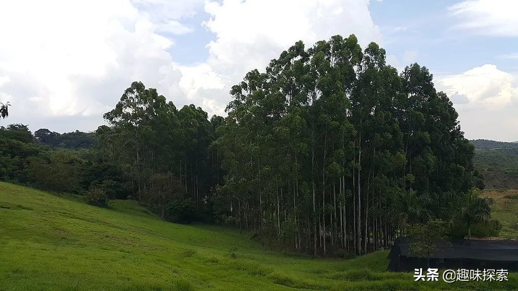 澳大利亚桉树怕火烧吗,火灾后的澳大利亚