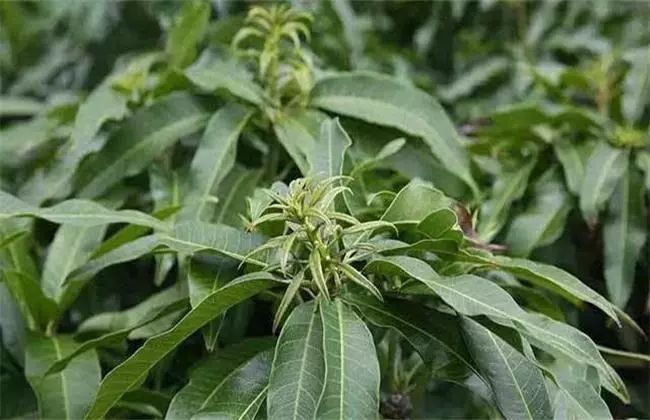 芒果出梢后管理,芒果结果后管理技术与用药