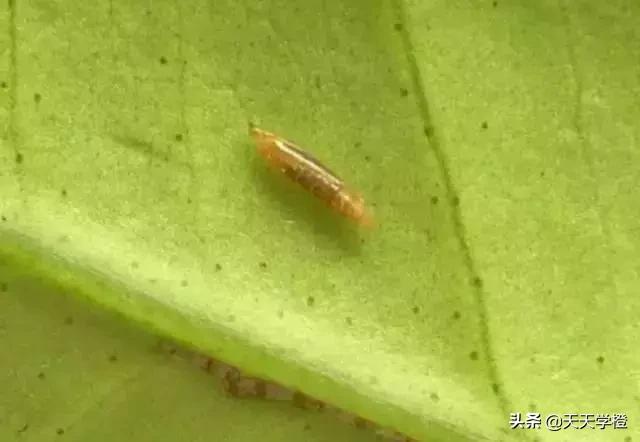 柑橘潜叶蛾的危害症状及防治措施,柑橘潜叶蛾防治最佳方法
