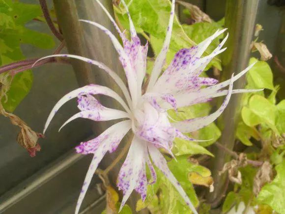 牵牛花到处都可以肆无忌惮的生长,不常见的品种,美出天际!