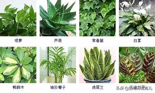 除甲醛的方法全在这了,除甲醛还有如此安全高效的方法