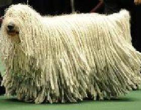 新疆发现名贵品种狗,世界上最好看的10种狗动物