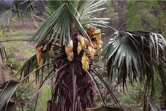 庭院常见的吉祥树,一