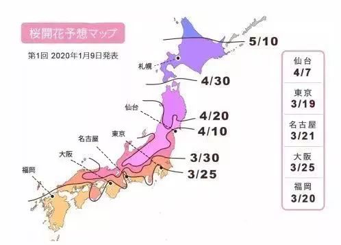 日本樱花伞价格,日本樱花限定多少钱