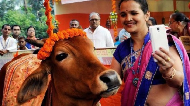 印度大叔花18万和母牛结婚,印度一男子抛妻弃子与母牛结婚