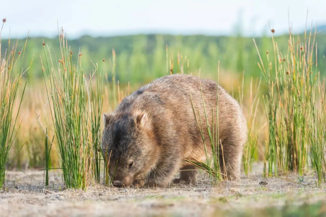 澳大利亚独特的自然风光,澳大利亚黄金海岸的美景